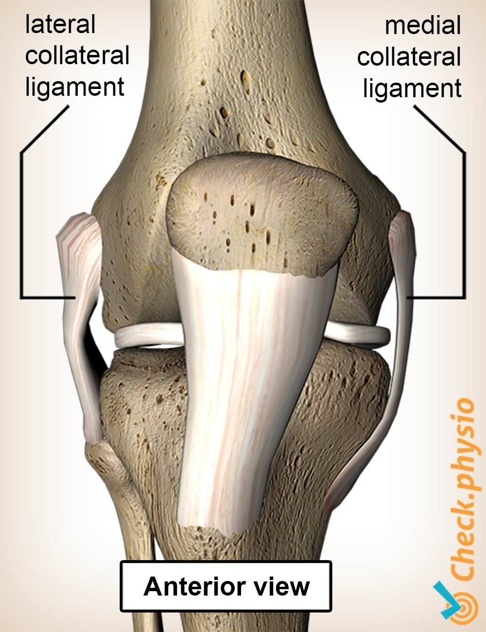 Medial Knee Ligament Injury Physio Check