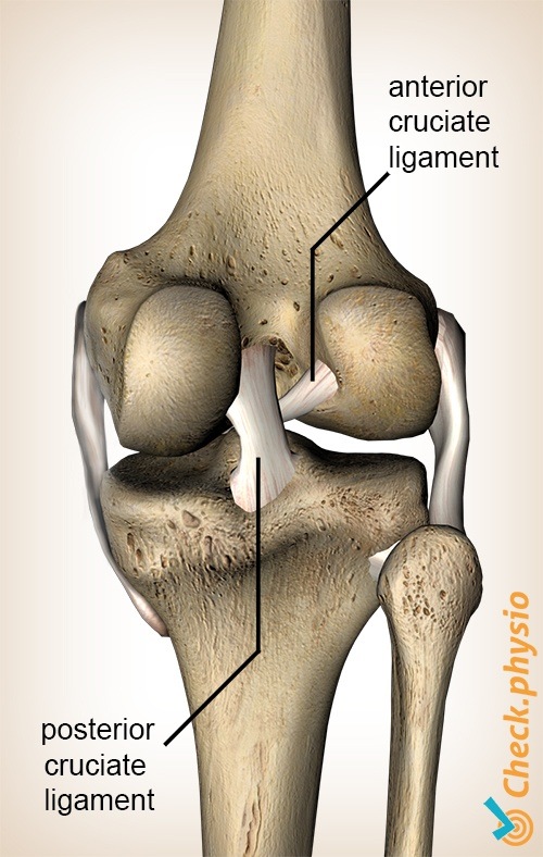 https://www.physiocheck.ca/images/artikelen/139/knee-anterior-posterior-cruciate-ligament.jpg
