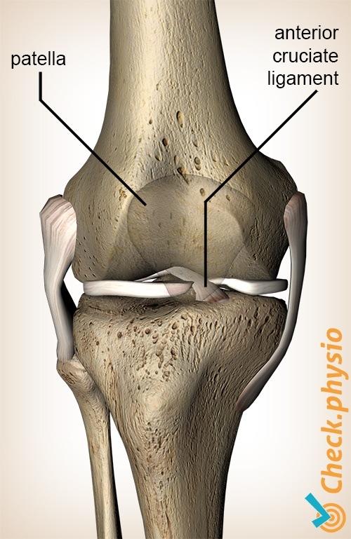 https://www.physiocheck.ca/images/artikelen/157/knee-anterior-cruciate-ligament.jpg