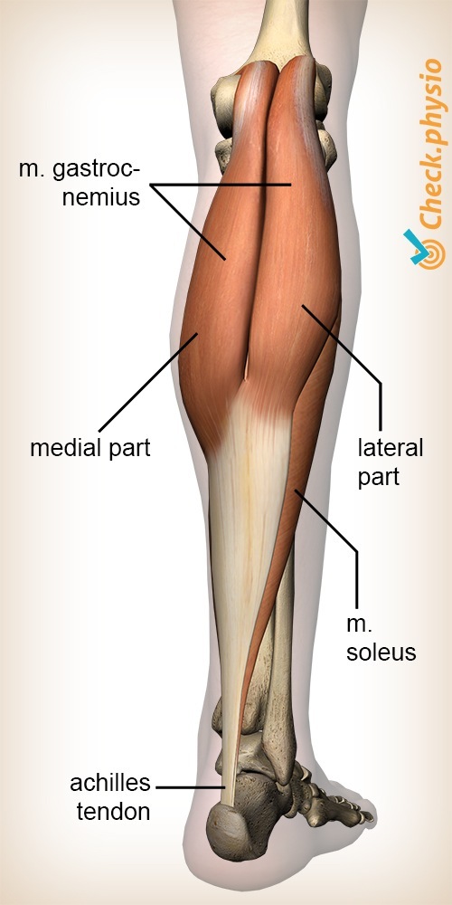 Exercises for a Torn Calf Muscle