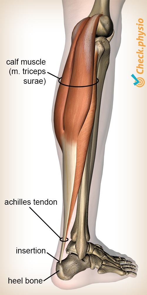 Tight Calf Muscles - Causes and Stretches for Tight Calf Muscles