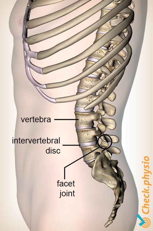 vertebral facet