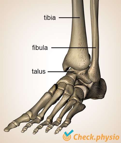 Ankle and Foot Fractures - Physiopedia