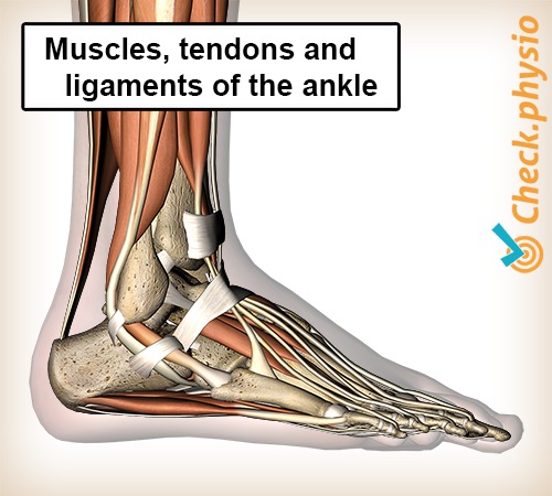 muscle tendons and ligaments