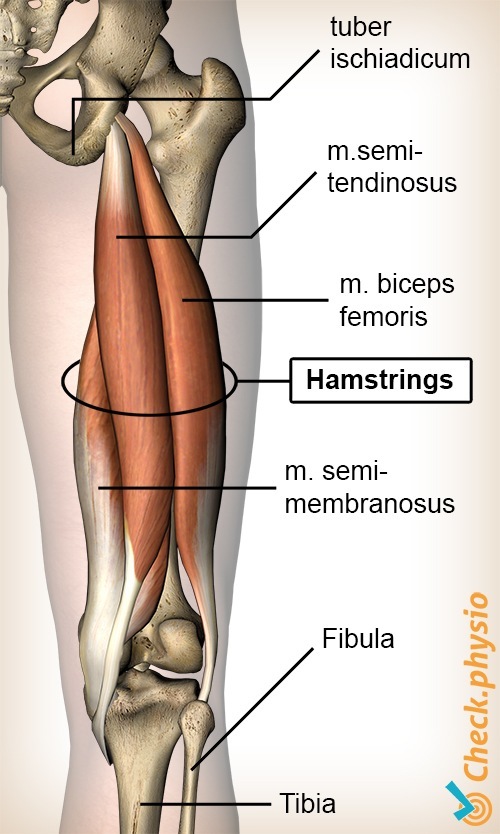 Acute hamstring injury