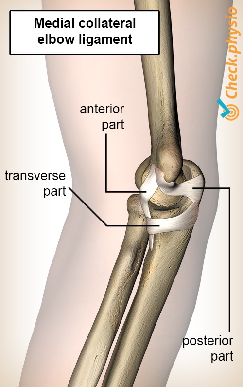 Medial Ulnar Collateral Ligament Tear