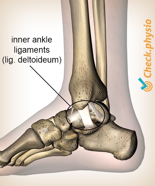 ANKLE JOINT- LIGAMENTS - New